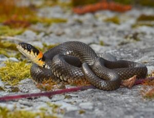 odkrywam swiat przyrody K4 2020 shutterstock_369338684 romm www