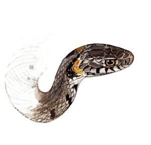 odkrywam swiat przyrpdy K4 2020 shutterstock_250402933 Panaiotidi www