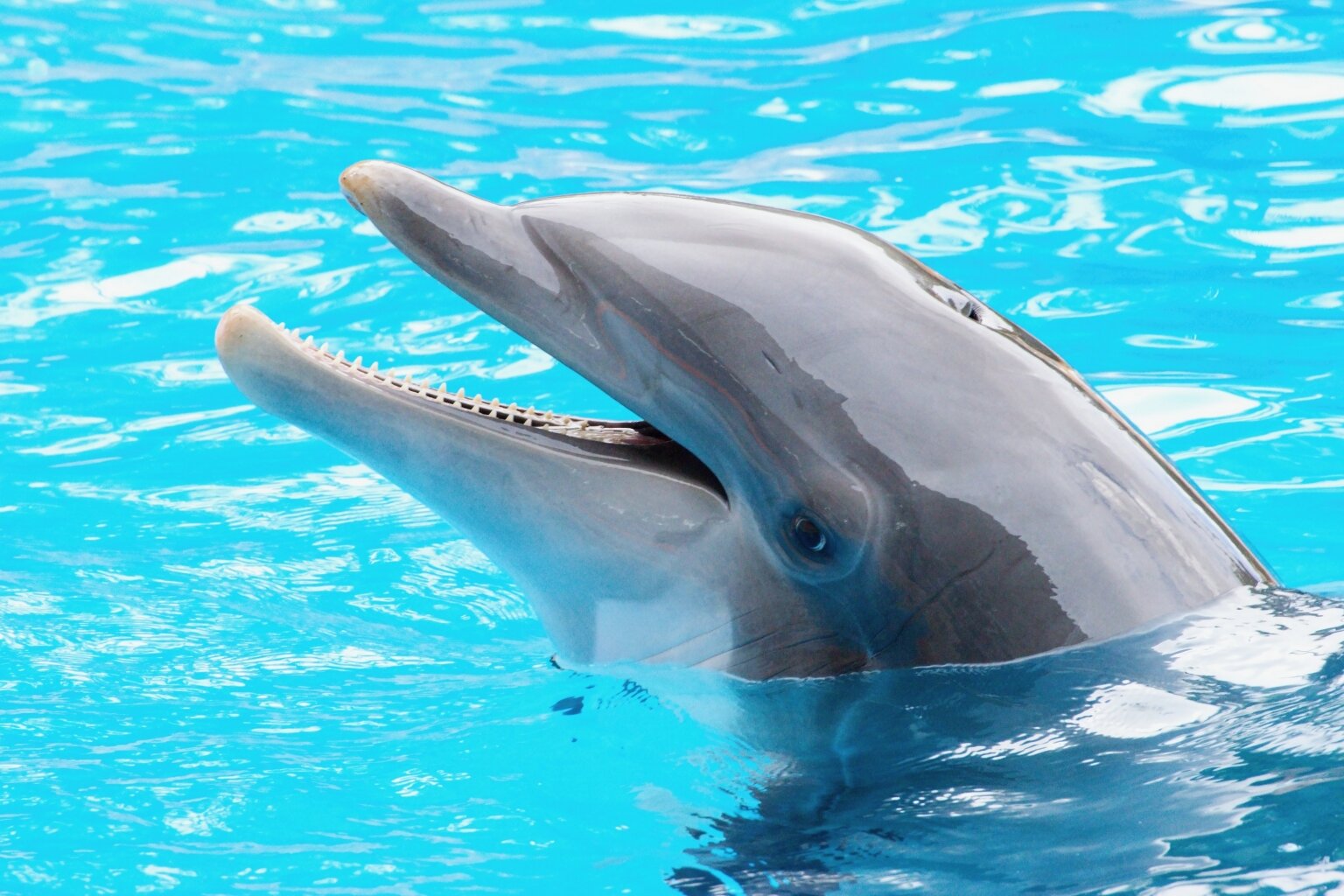 Dlaczego Delfin Jest Ssakiem Encyklopedia zwierząt - DELFINY - Kumpel
